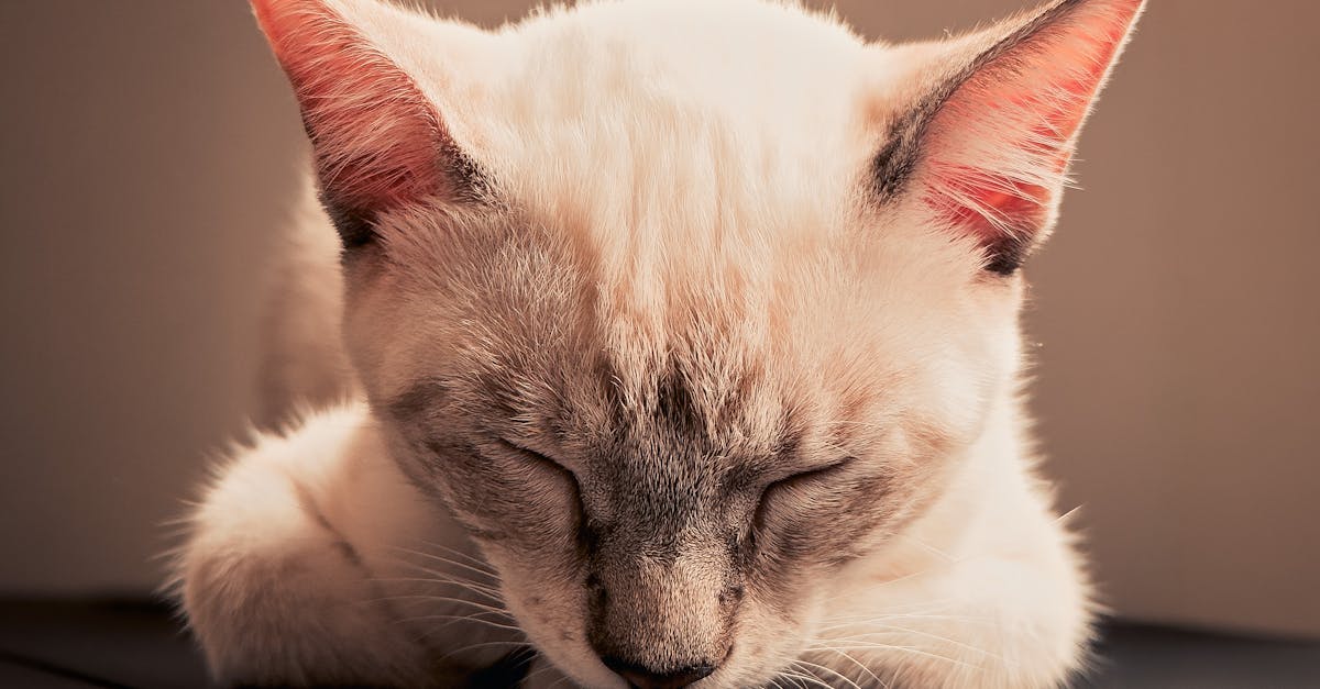 OpenAI Launches AI-Generated Pets