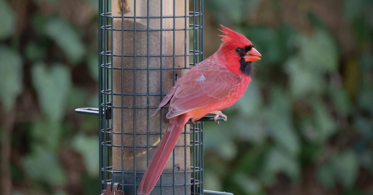 AI bird feeder, Pixel fold deals, ThermoWorks kitchen scale