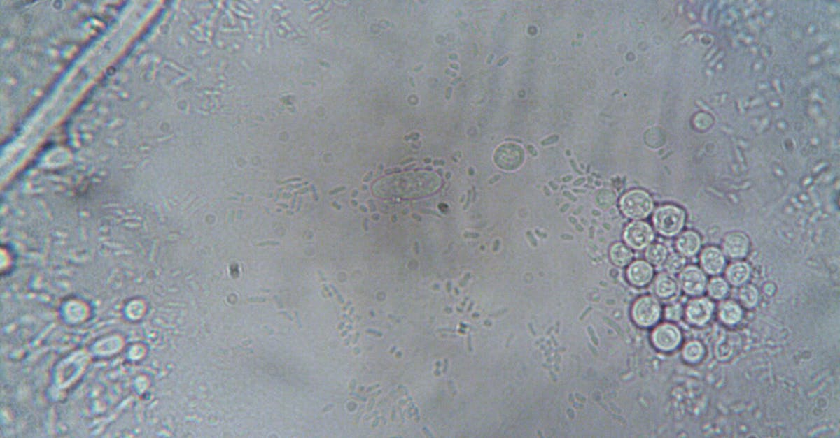 Erythritol Study Raises Alarm Over Brain Vascular Health
