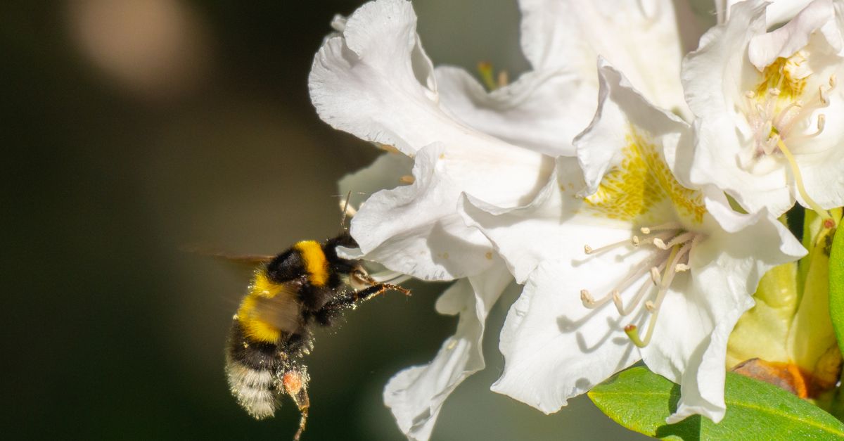Bumble Explores Swipe-Free Future
