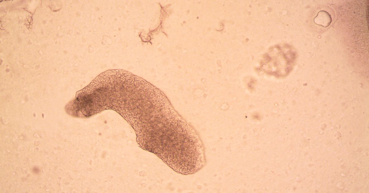 Human Brain Organoids Form Eyes and Power Early Wetware Computers