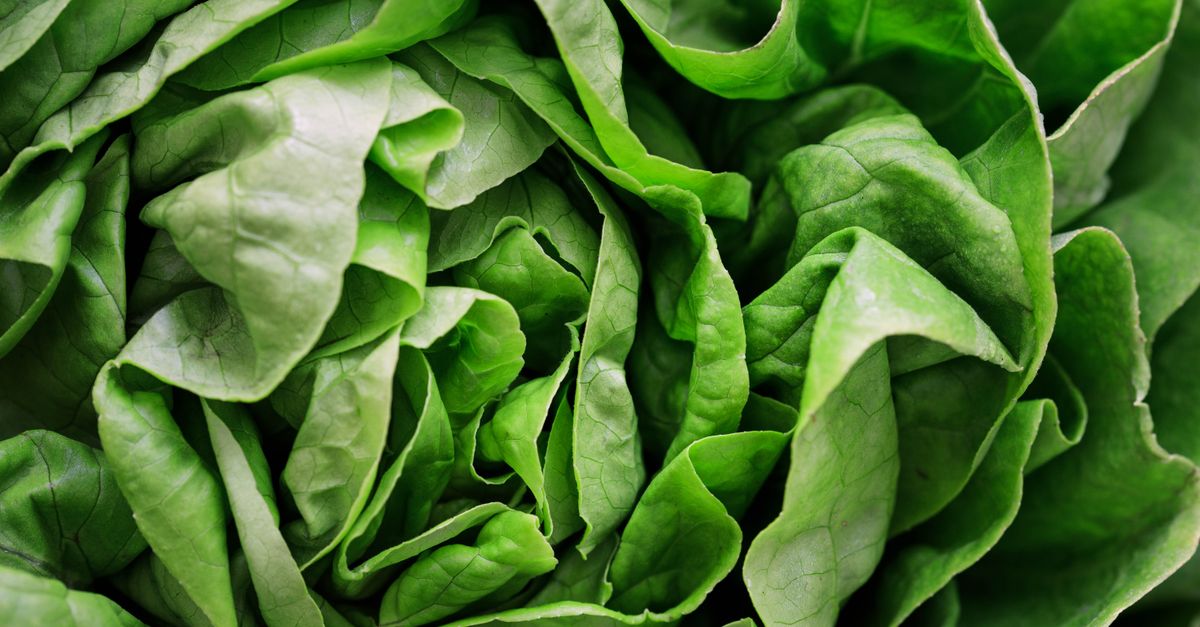 Lettuce Recall Lowers Cyclospora Risk