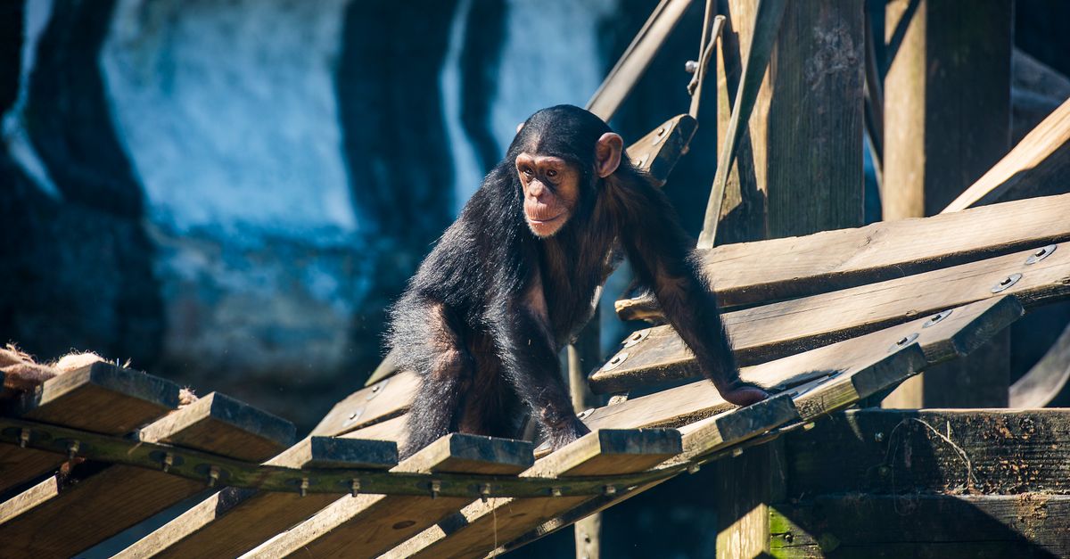 Secret Zoo Network Fuels Orangutan Birth Surge and Online Buzz