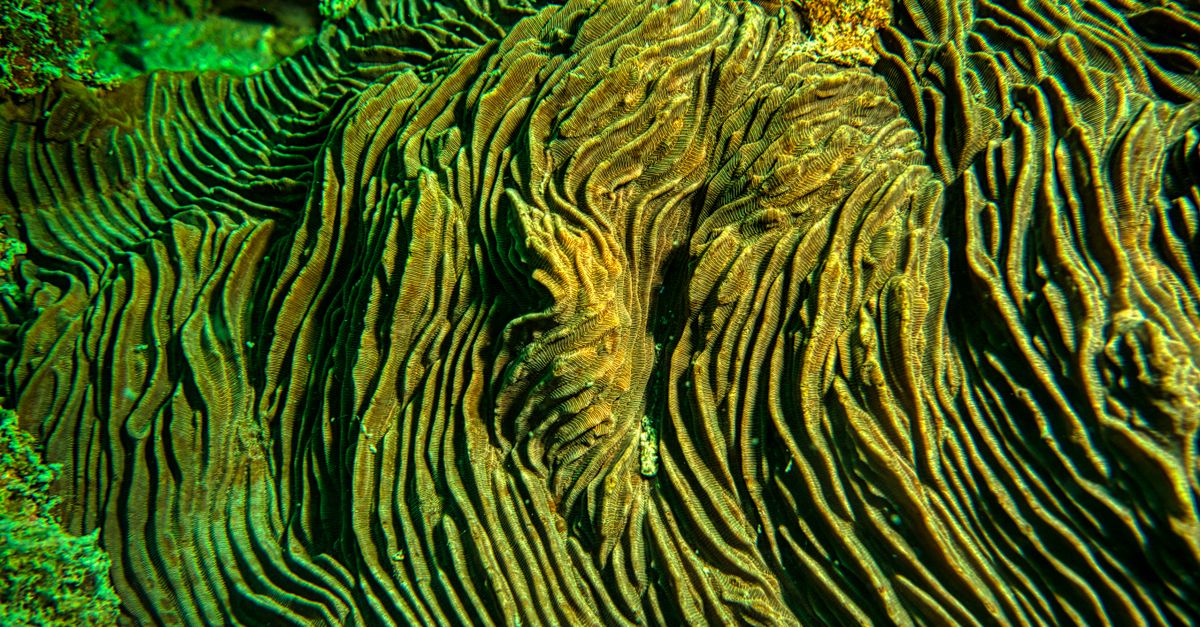 Coral Cilia Slow Down as Oceans Warm